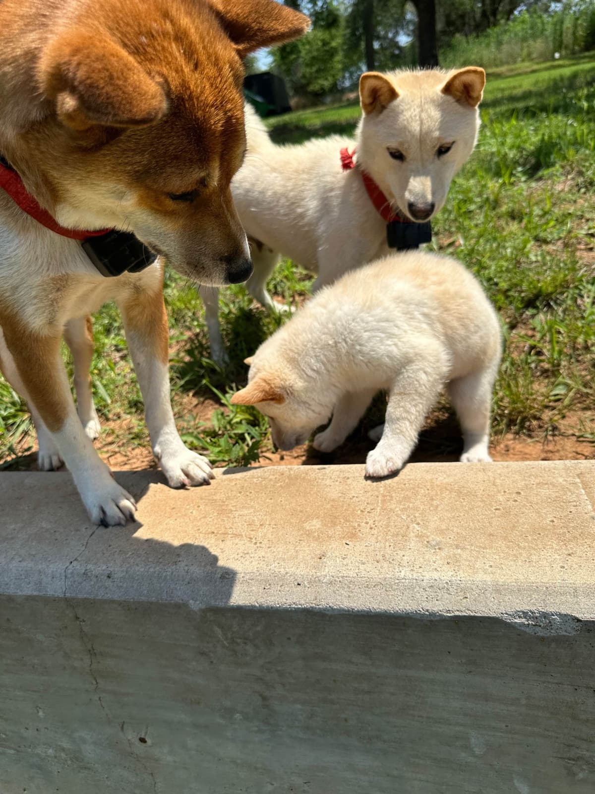 Shiba Inu Puppies breeder image 1