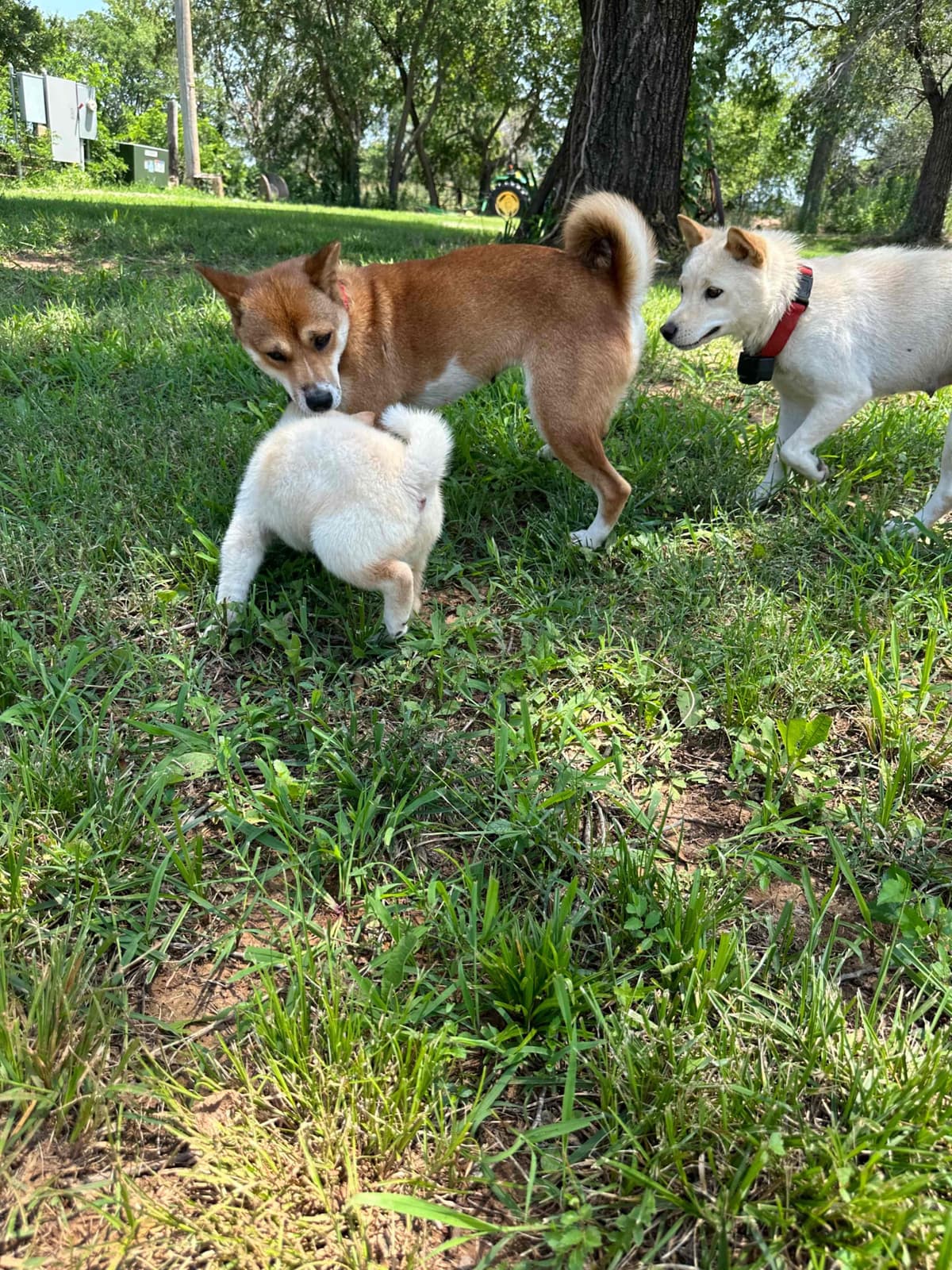 Shiba Inu Puppies breeder image 4