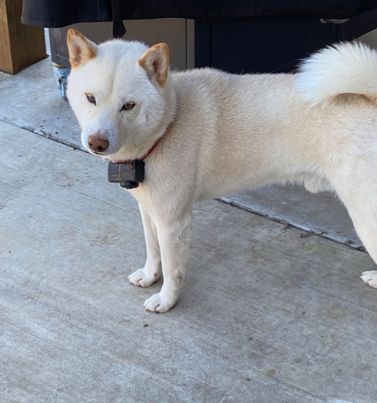 Shiba Inu Puppies breeder image 3