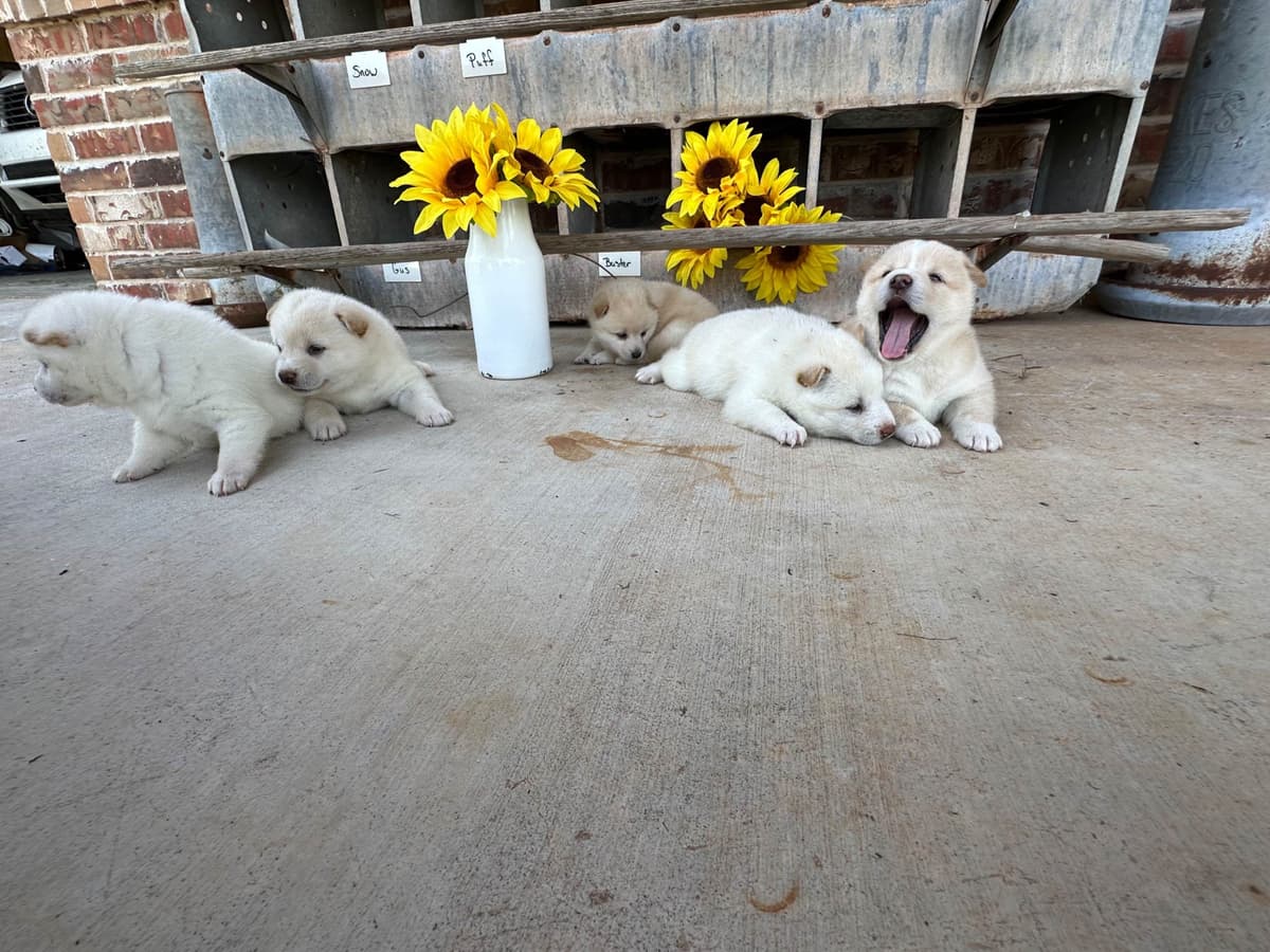 Shiba Inu Puppies breeder image 5
