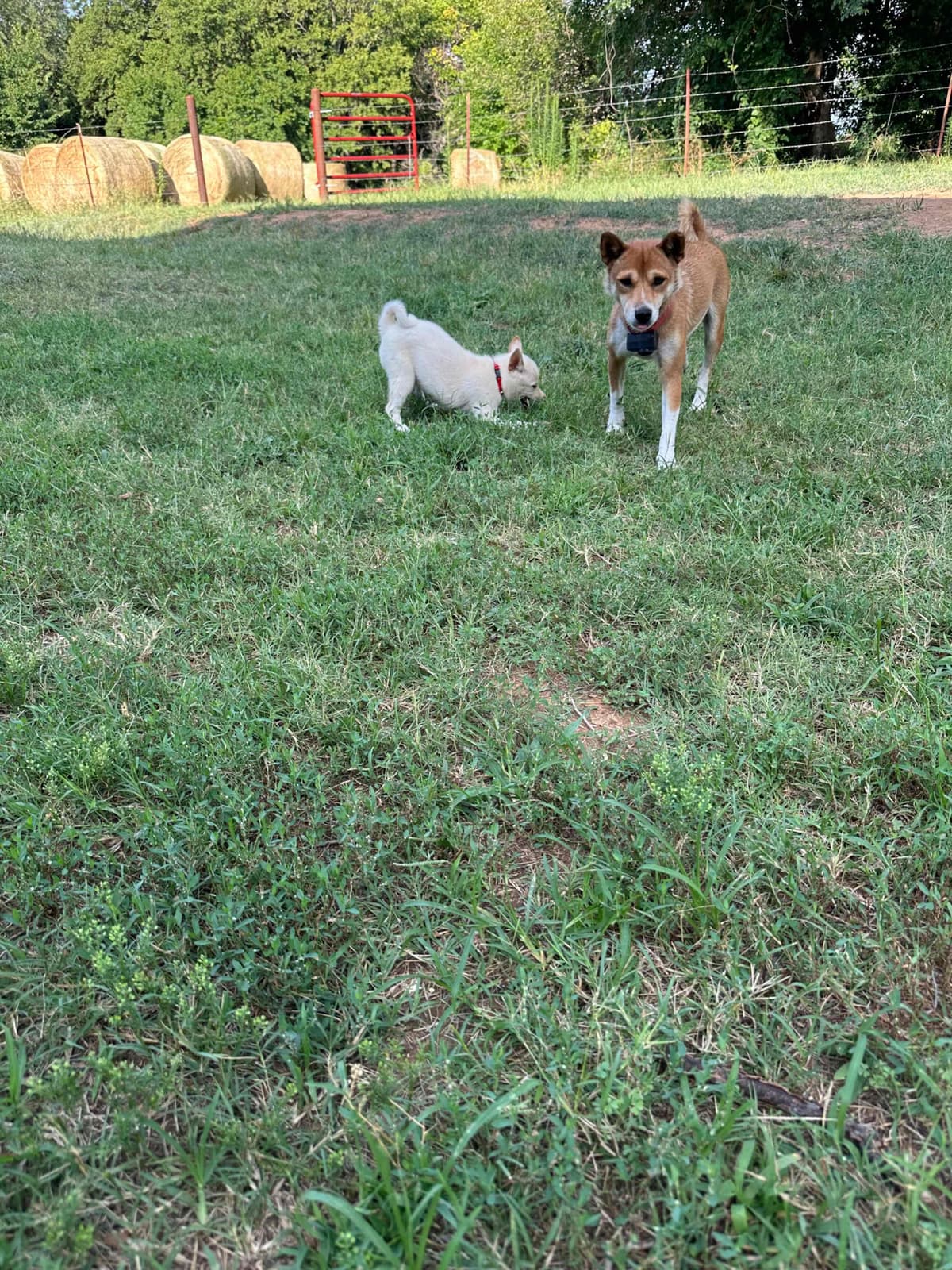 Shiba Inu Puppies breeder image 6