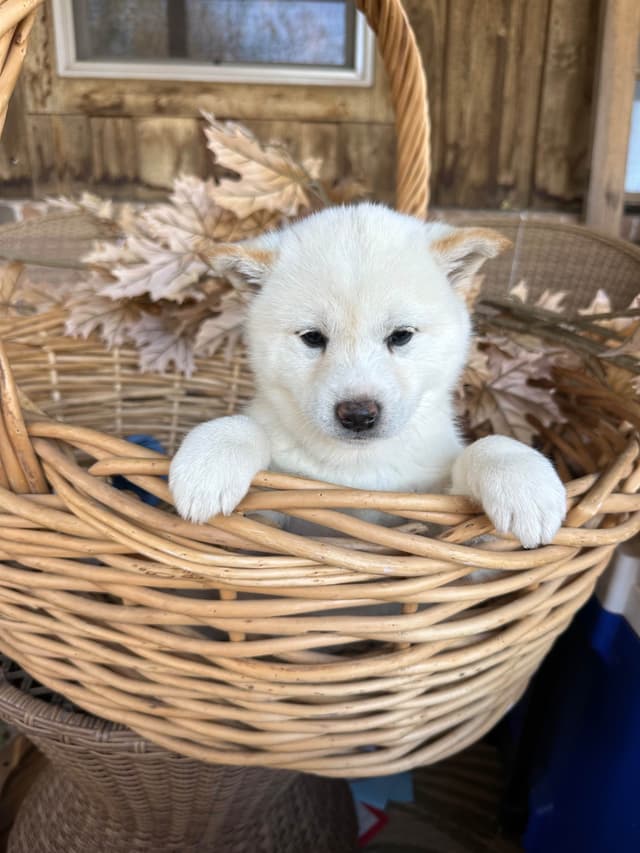 Shiba Inu Puppies media 3