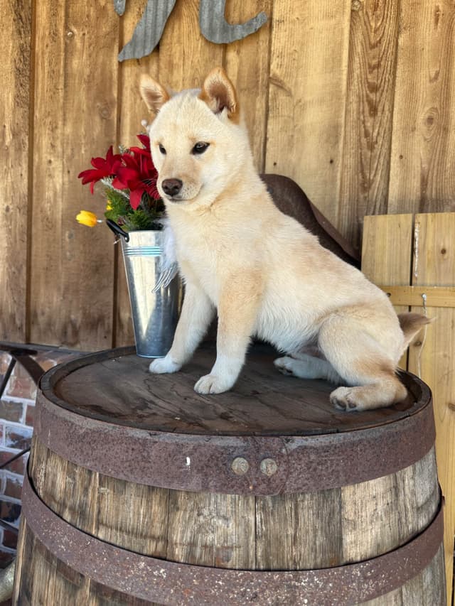 Shiba Inu Puppies media 7