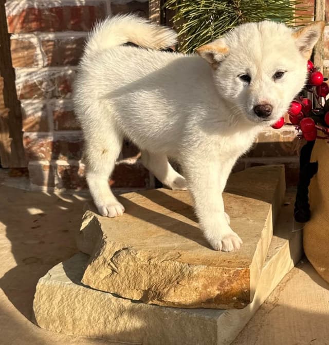 Shiba Inu Puppies media 5