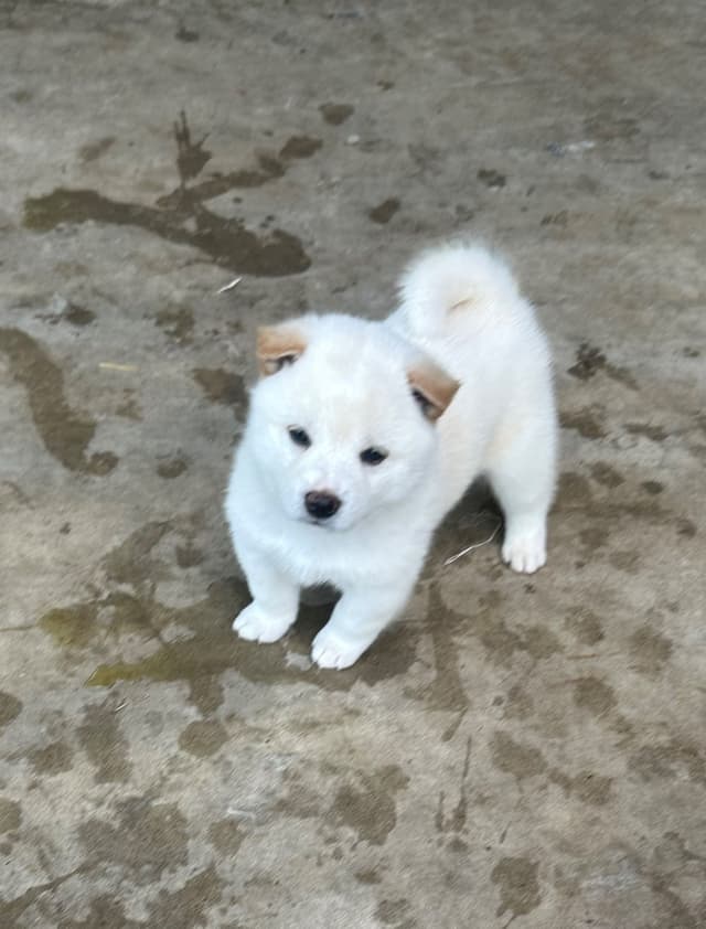 Shiba Inu Puppies media 2