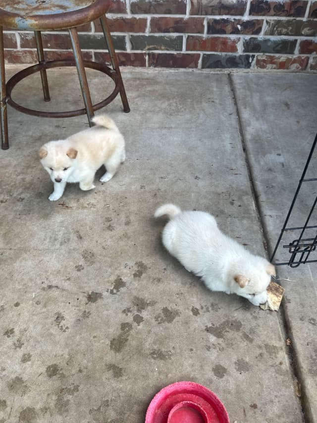 Shiba Inu Puppies media 3