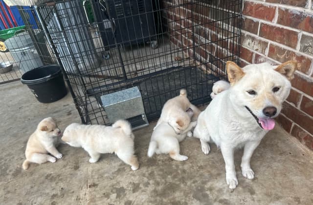 Shiba Inu Puppies media 4