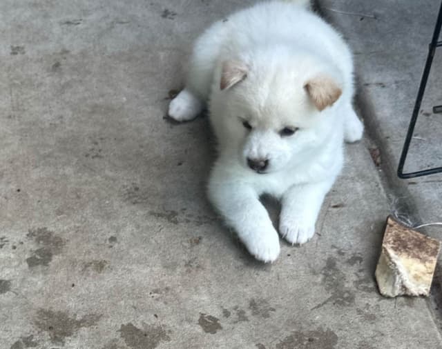 Shiba Inu Puppies media 5