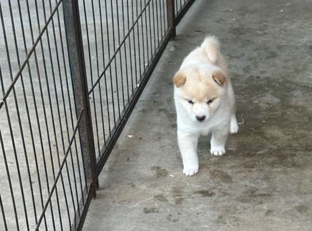 Shiba Inu Puppies media 6
