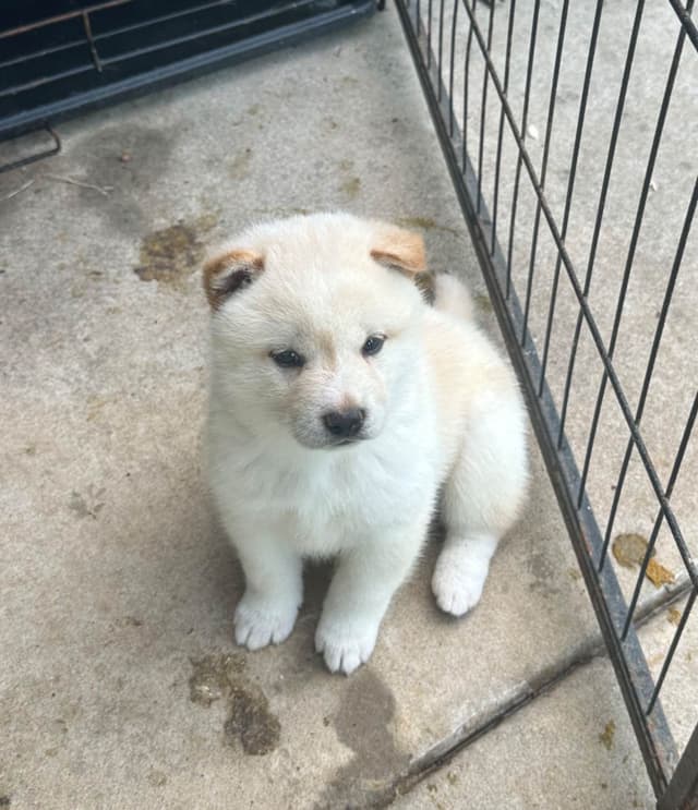 Shiba Inu Puppies media 7