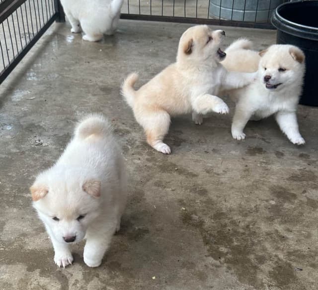Shiba Inu Puppies media 8