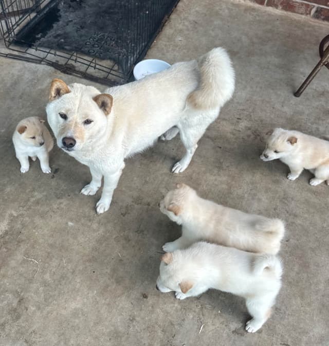 Shiba Inu Puppies media 9