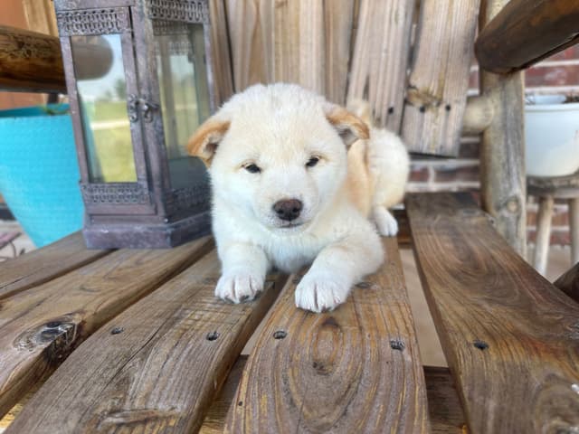 Shiba Inu Puppies media 10