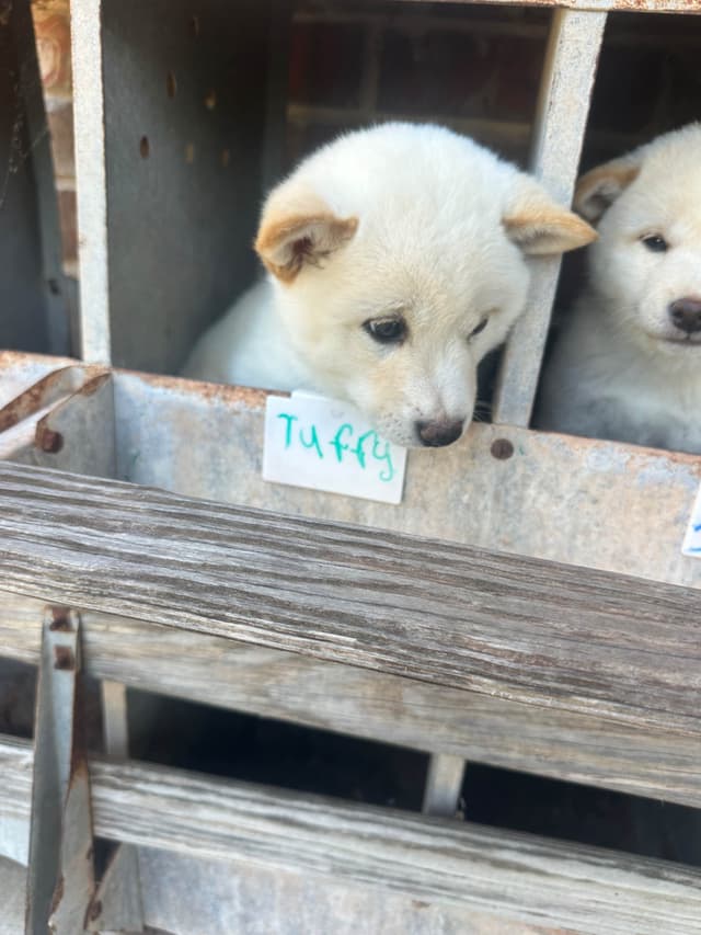 Shiba Inu Puppies media 12
