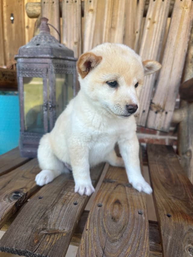 Shiba Inu Puppies media 14