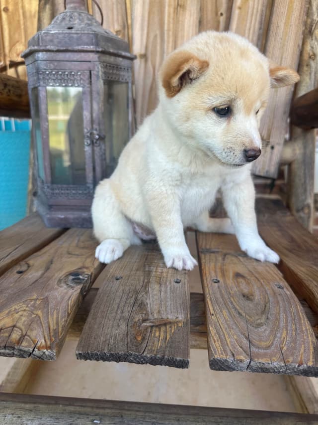 Shiba Inu Puppies media 15