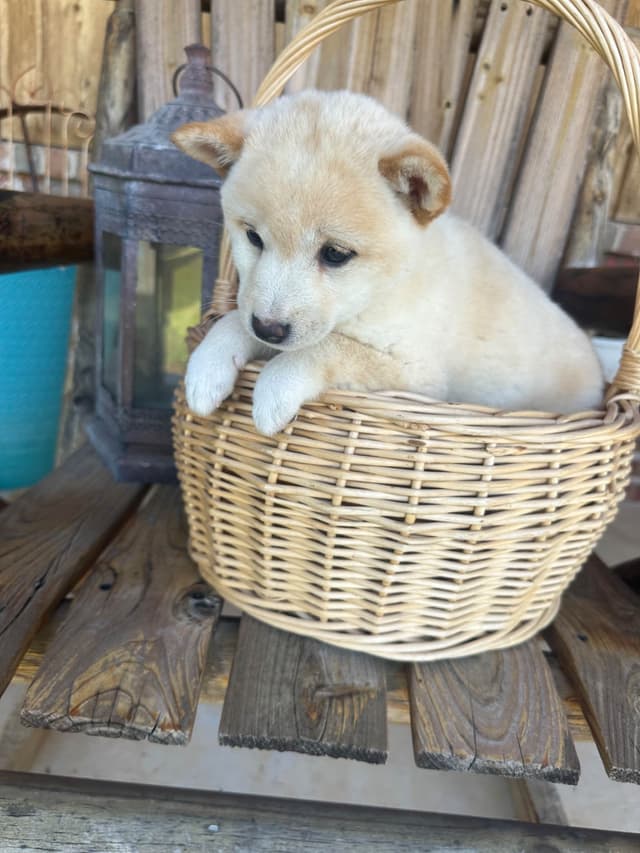 Shiba Inu Puppies media 16
