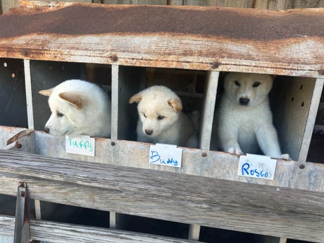 Shiba Inu Puppies media 17