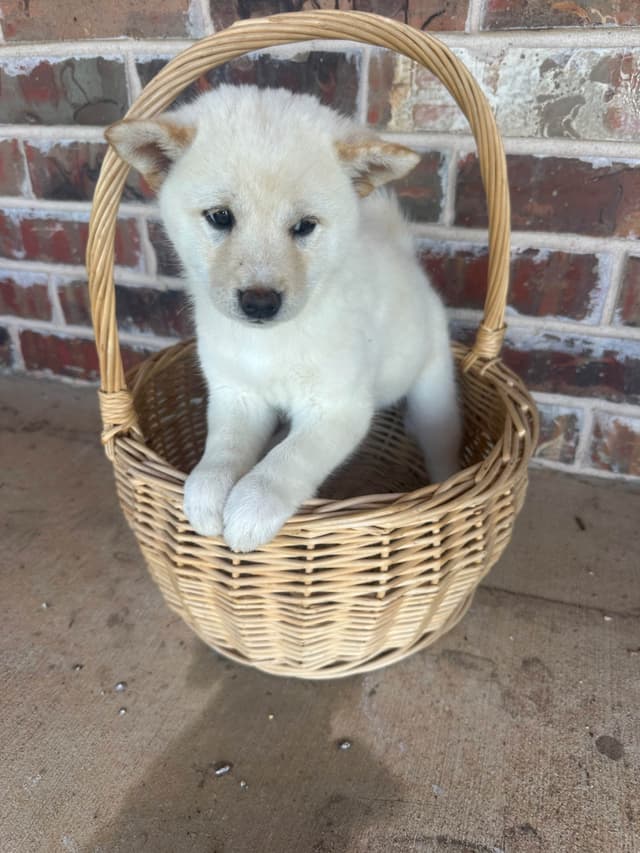Shiba Inu Puppies media 18