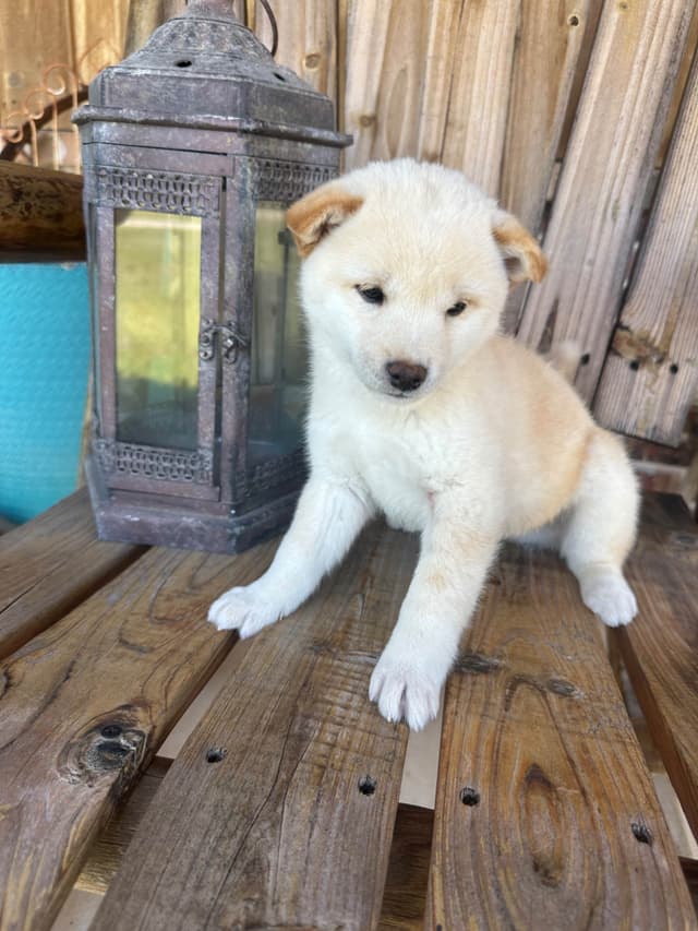 Shiba Inu Puppies media 19