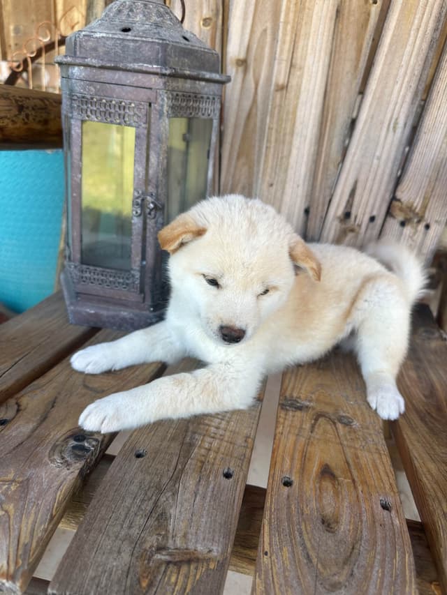Shiba Inu Puppies media 20