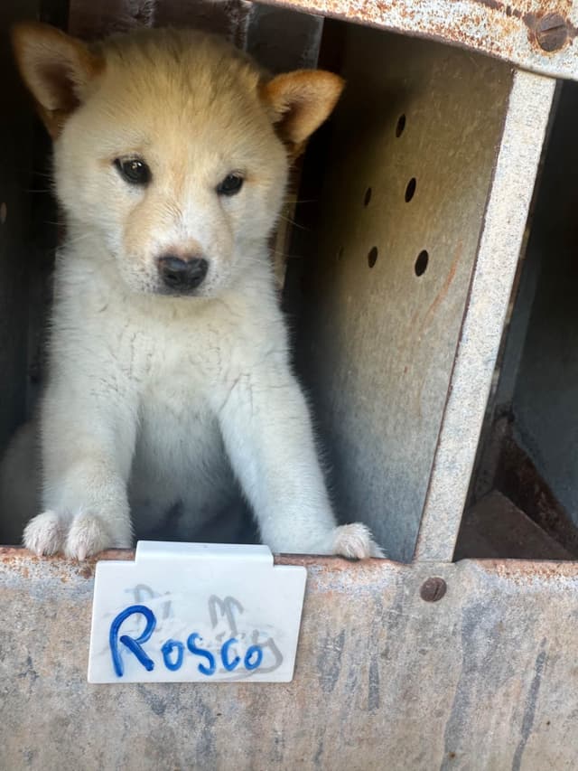 Shiba Inu Puppies media 21