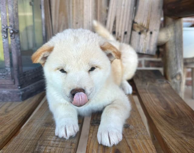 Shiba Inu Puppies media 22