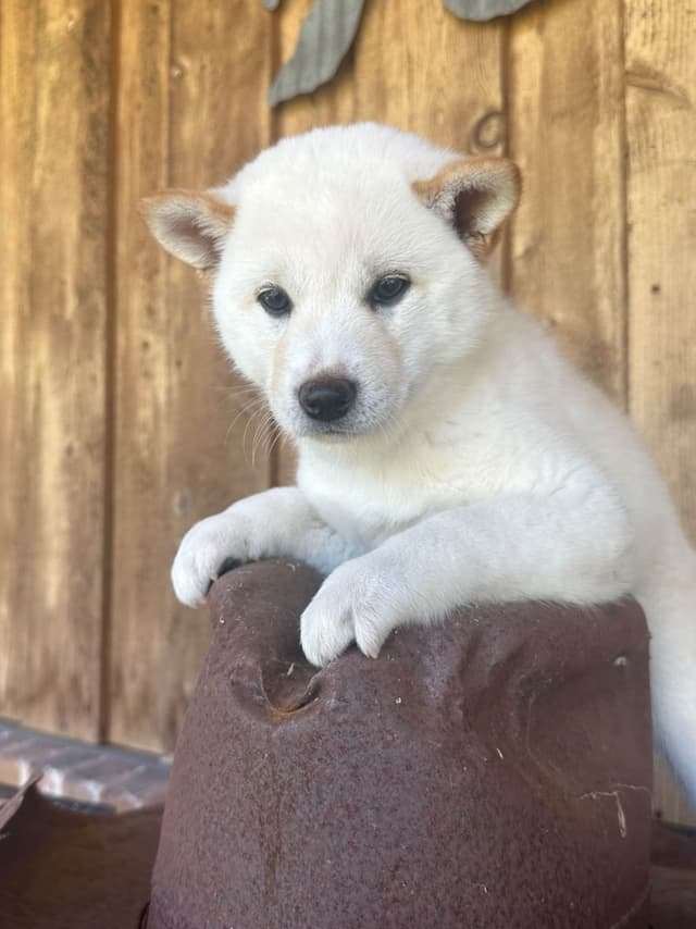 Shiba Inu Puppies media 24