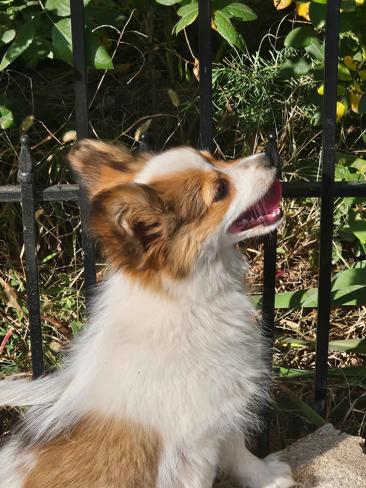 Papillon Puppies breeder image 1