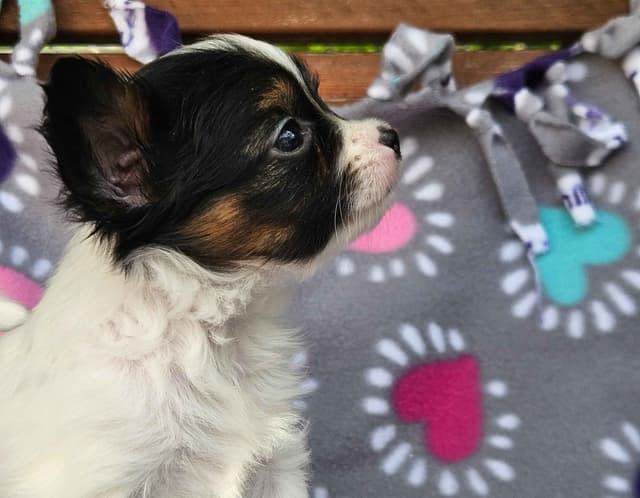 Papillon Puppies media 2