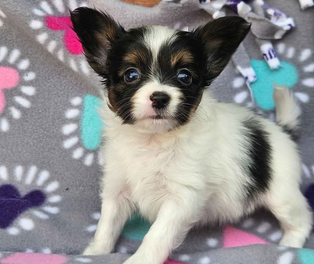 Papillon Puppies media 3