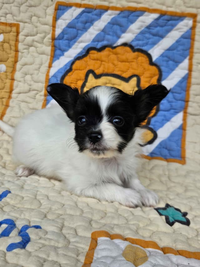 Papillon Puppies media 4