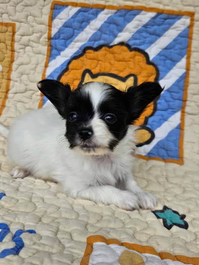 Papillon Puppies media 6