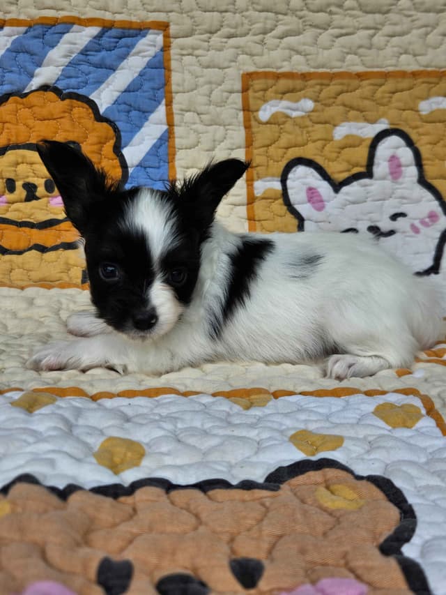 Papillon Puppies media 5