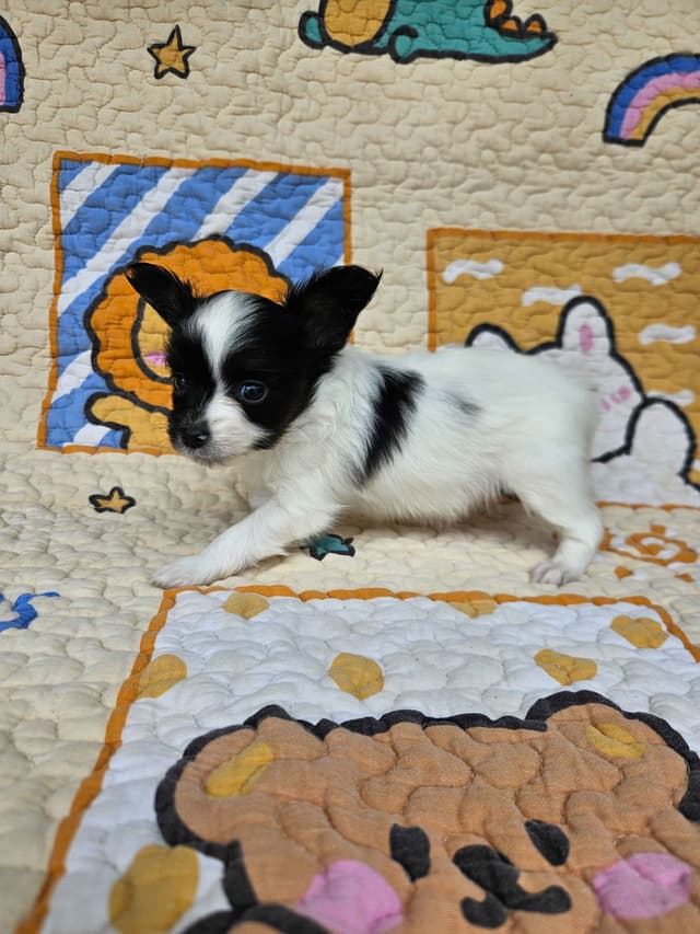 Papillon Puppies media 7
