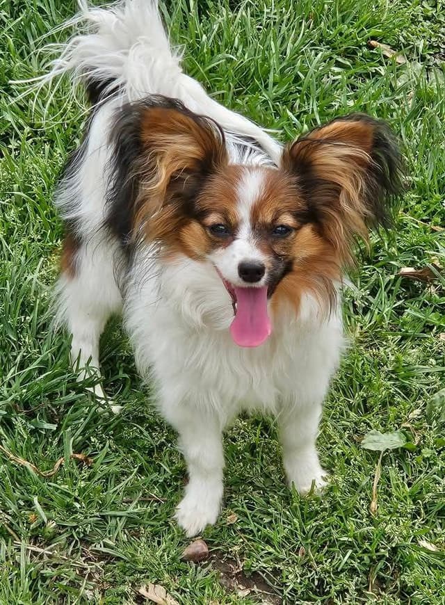 Papillon Puppies media 9