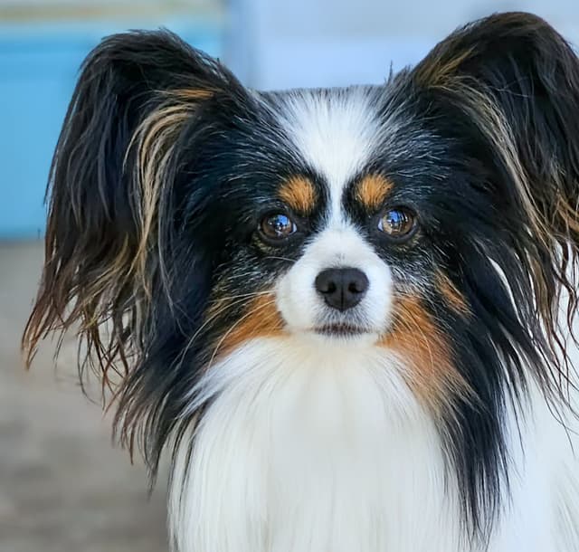 Papillon Puppies media 8
