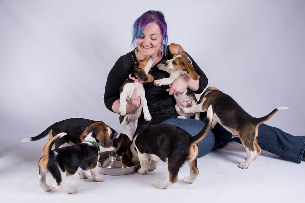Beagle Puppies breeder image 1