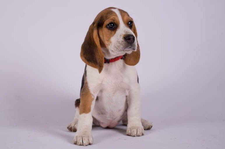 Beagle Puppies breeder image 3