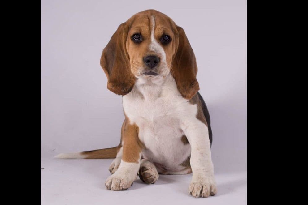 Beagle Puppies breeder image 5