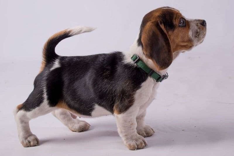 Beagle Puppies breeder image 6