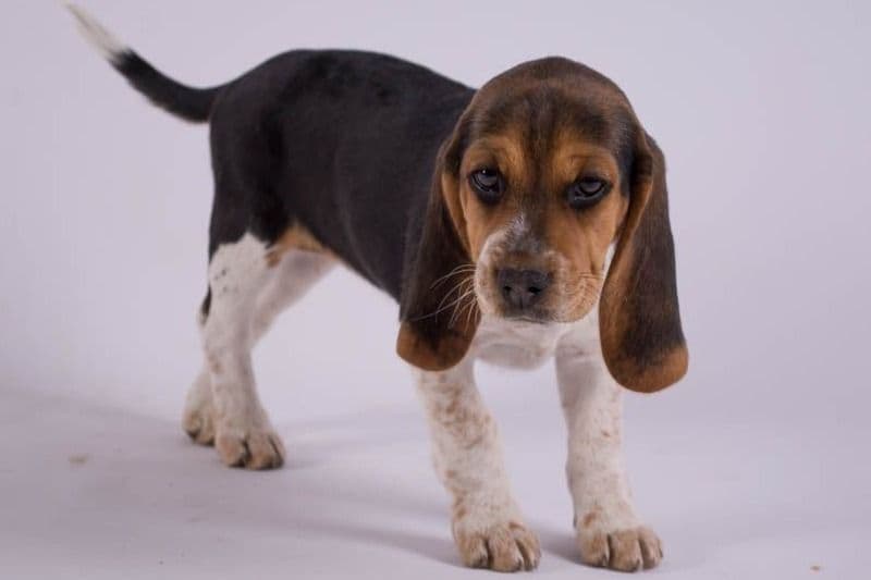 Beagle Puppies breeder image 7