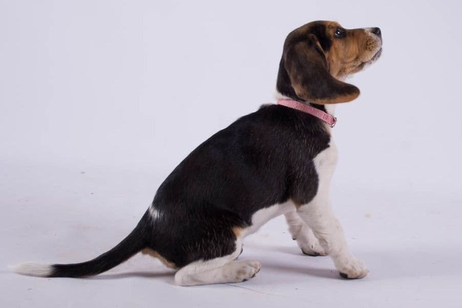 Beagle Puppies breeder image 10