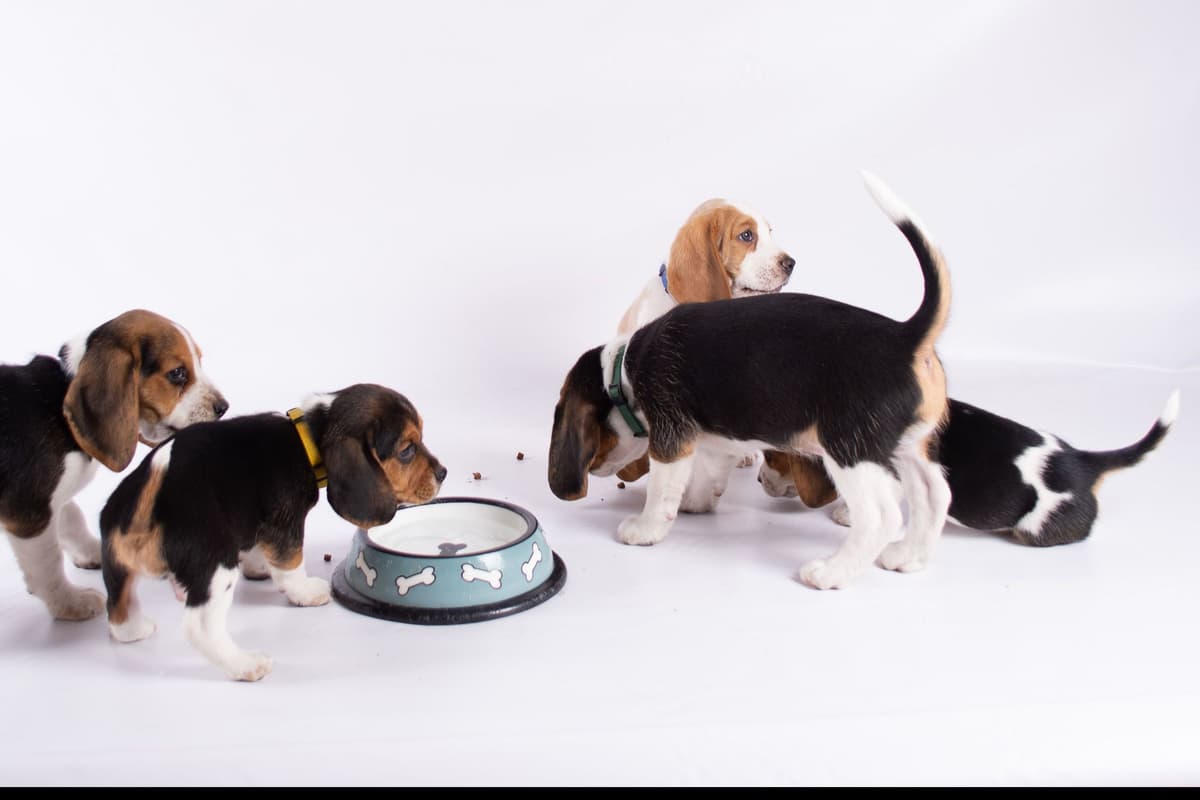 Beagle Puppies breeder image 11