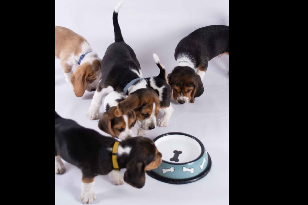 Beagle Puppies breeder image 12