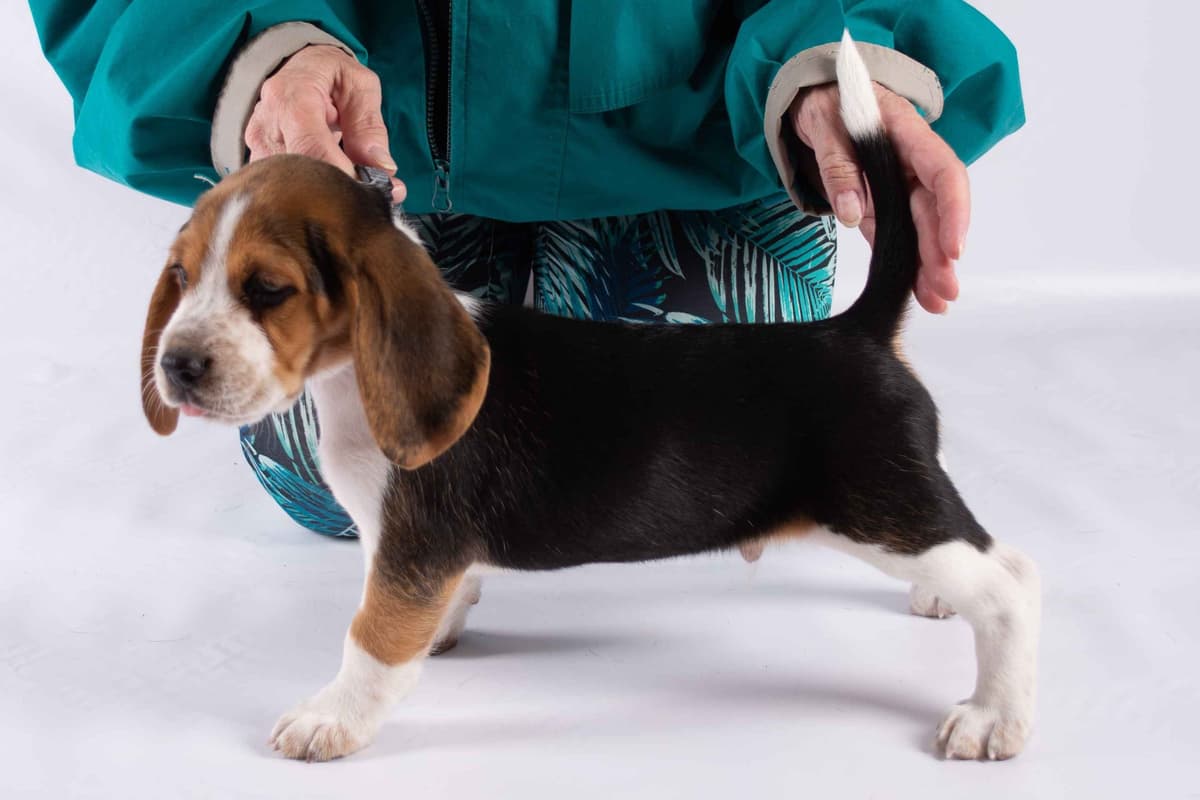 Beagle Puppies breeder image 15
