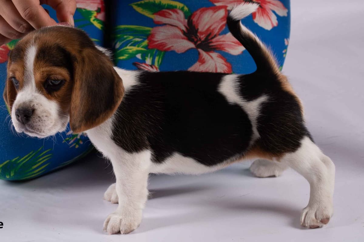 Beagle Puppies breeder image 16