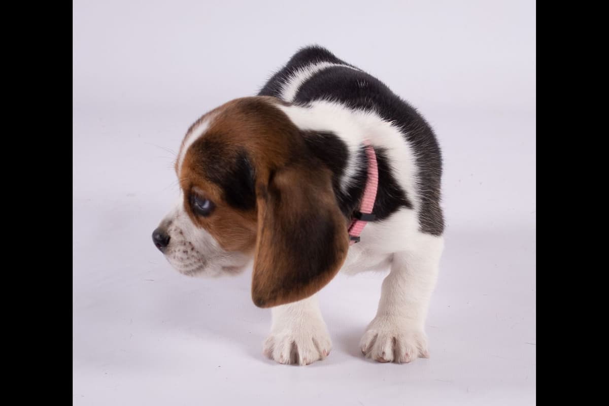 Beagle Puppies breeder image 17