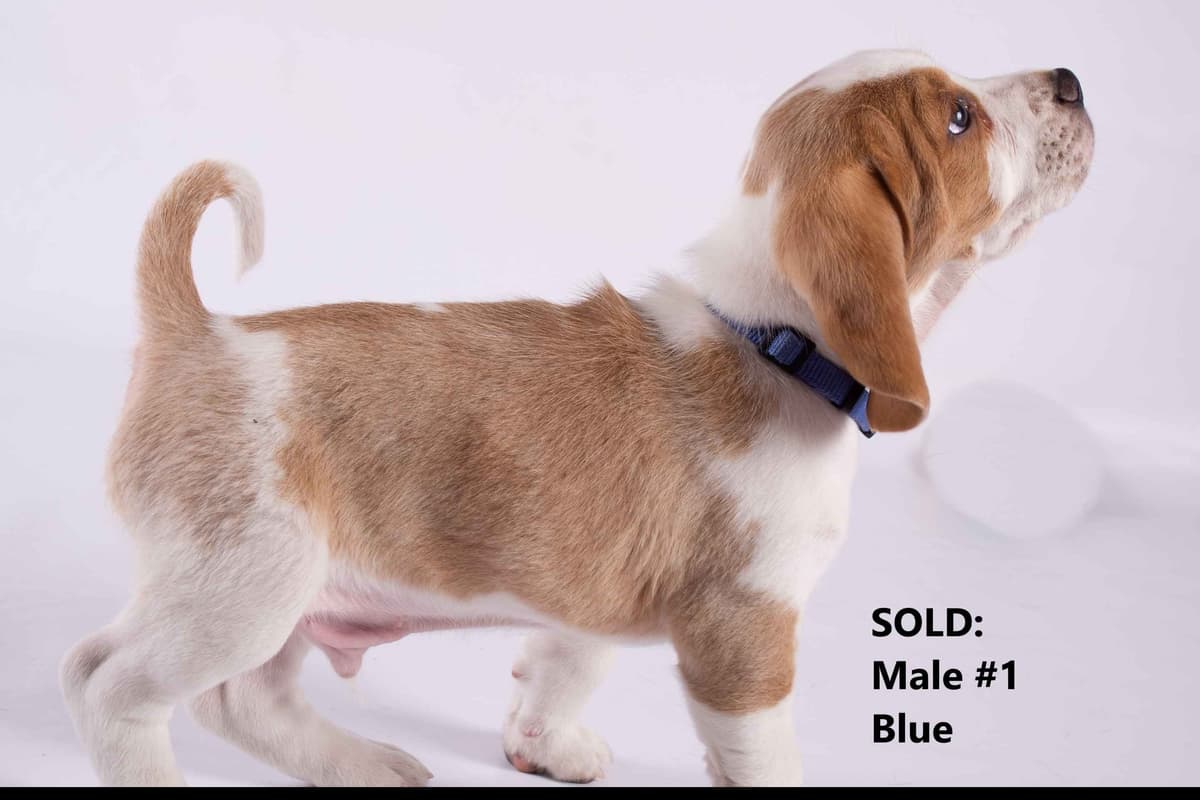 Beagle Puppies breeder image 13