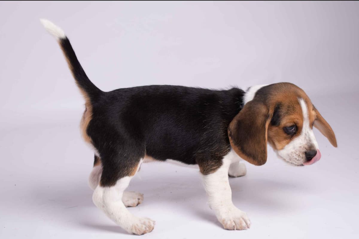 Beagle Puppies breeder image 18